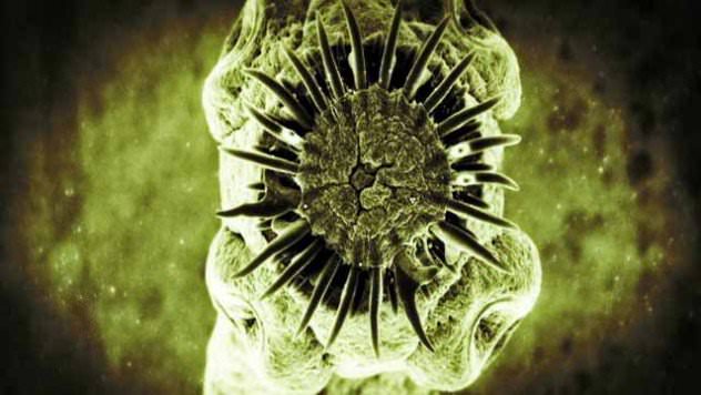 Shocking Things Found Inside Human Body