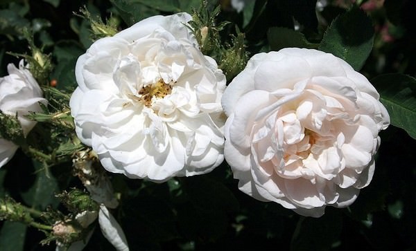 The white rose of York - Alba
