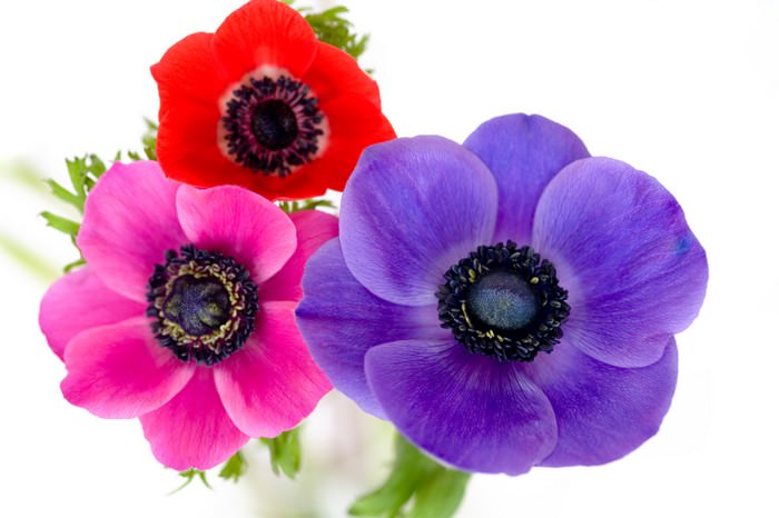 10 Flowers to Keep your Garden Colorful this Fall
