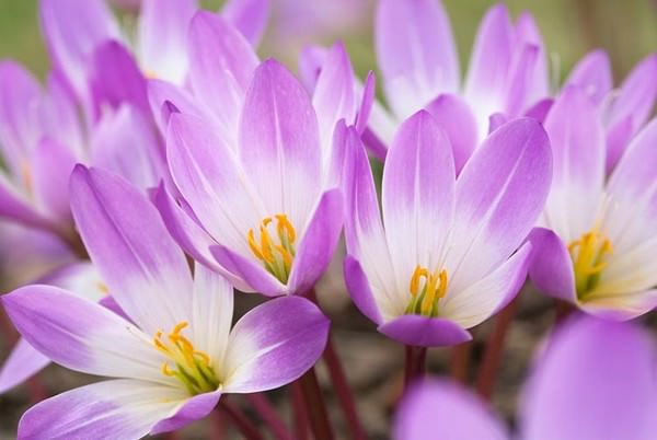 Autumn Crocus