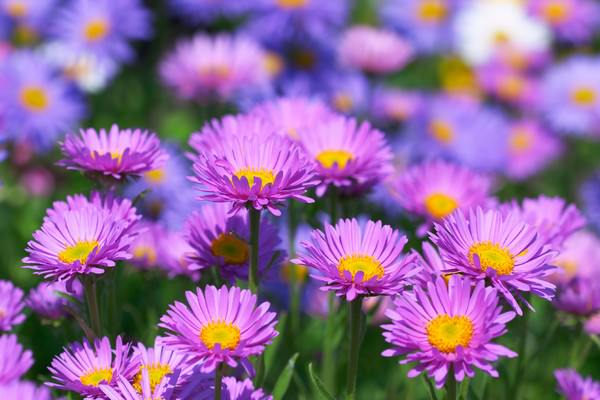 Beautiful Aster Flowers