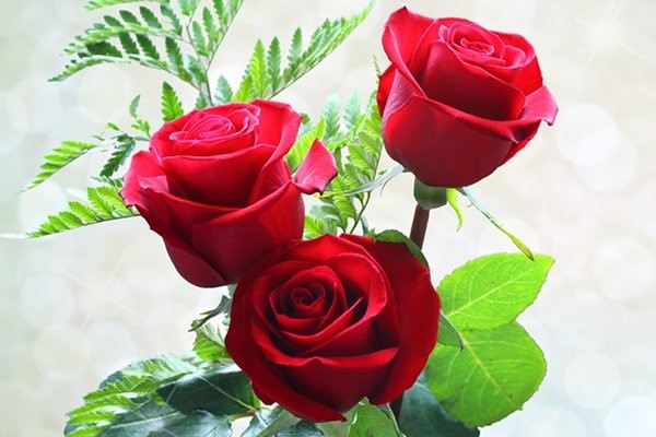 Roses