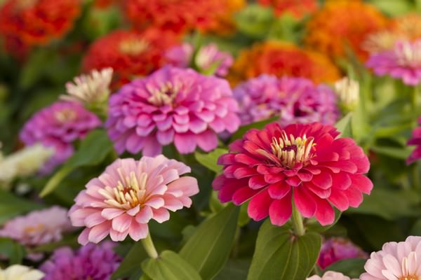 Beautiful Flowers Zinnia