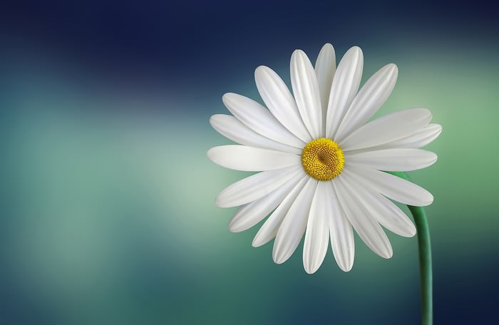 10 most amazing flowers and their history wonderslist amazing flowers