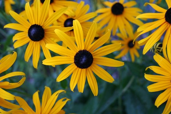 Blackeyed Susan