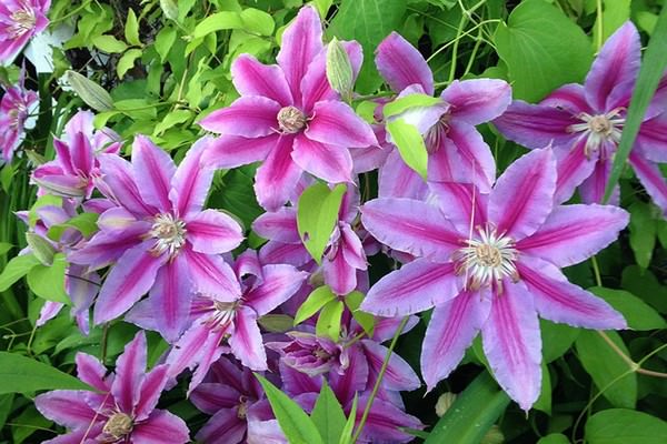 Clematis Nelly Moser