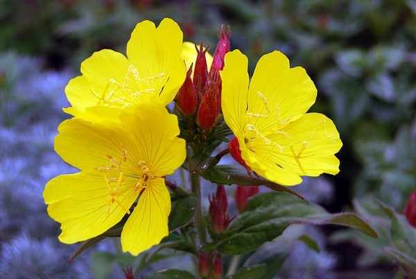 Most Beautiful Night Blooming Flowers