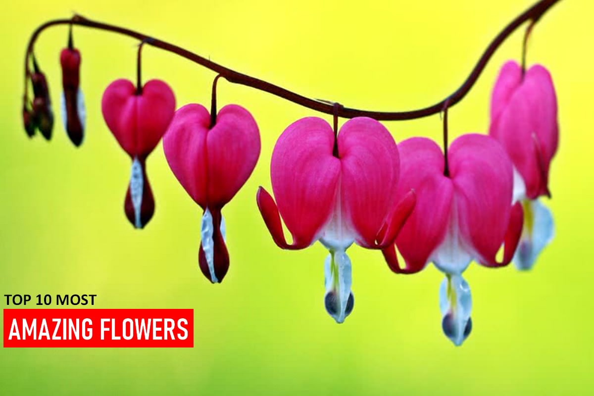 Most Amazing Flowers and Their History