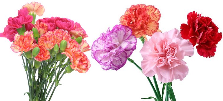 10 most amazing flowers and their history wonderslist amazing flowers
