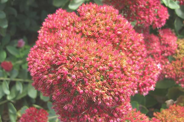 Sedum Autumn Joy