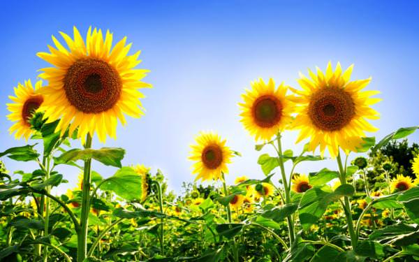 Sunflowers