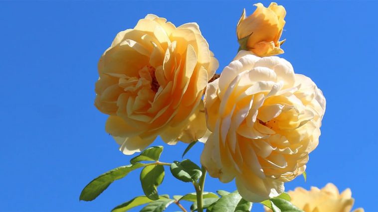 Top 10 Most Beautiful Rose Flowers