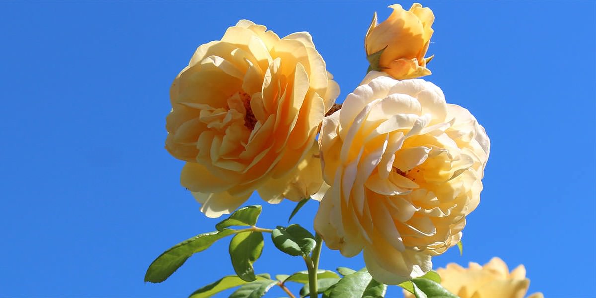 Top 30 Most Beautiful Rose Flowers