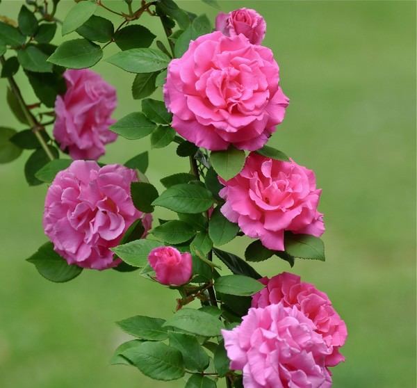 Ini 8 Jenis Mawar Terindah Di Dunia Okezone Travel