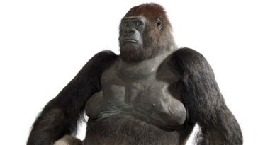 Guy the Gorilla
