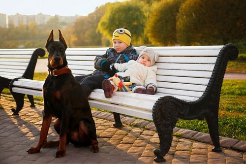 Best Guard Dogs for Families