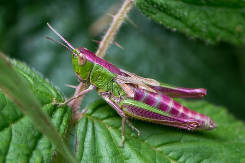 meadow grasshopper