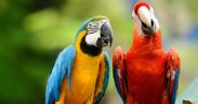 Blue and yellow Macaw longest living animals