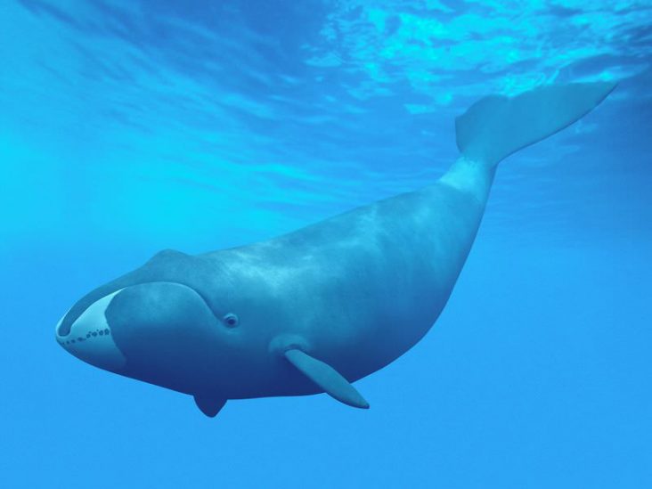 Animals with longest lifespan Top 10 longest living animals
