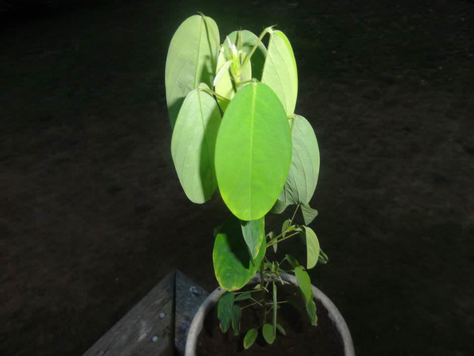 Desmodium Gyrans (Dancing Plant)