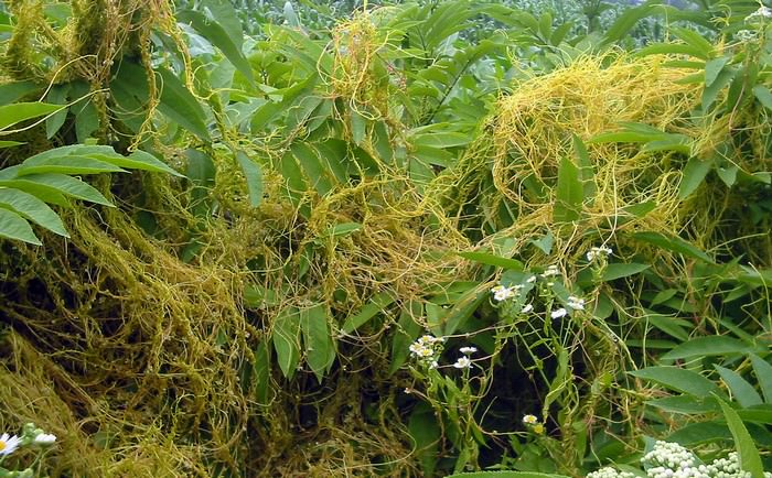 Dodder vine