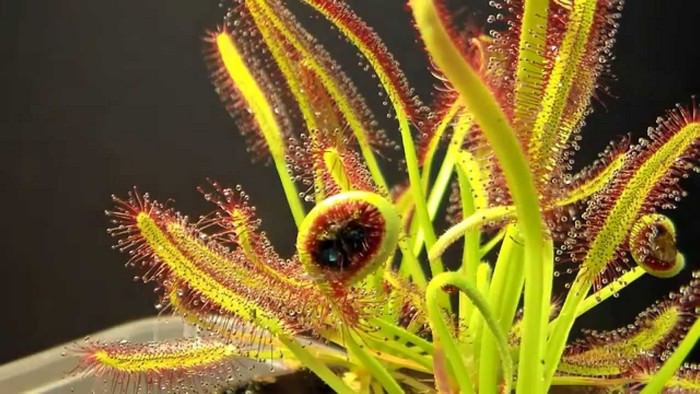 Drosera Animal–like Plants