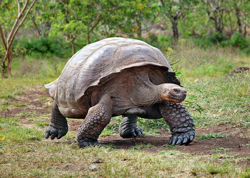 Giant tortoise from the Galapagos