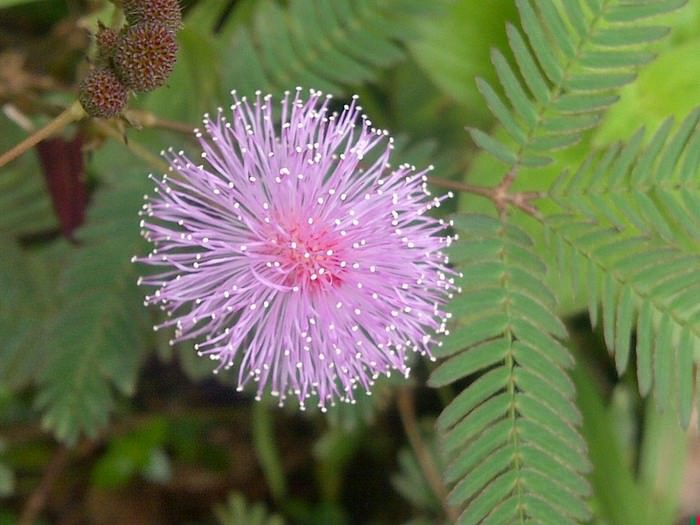 Mimosa Pudica
