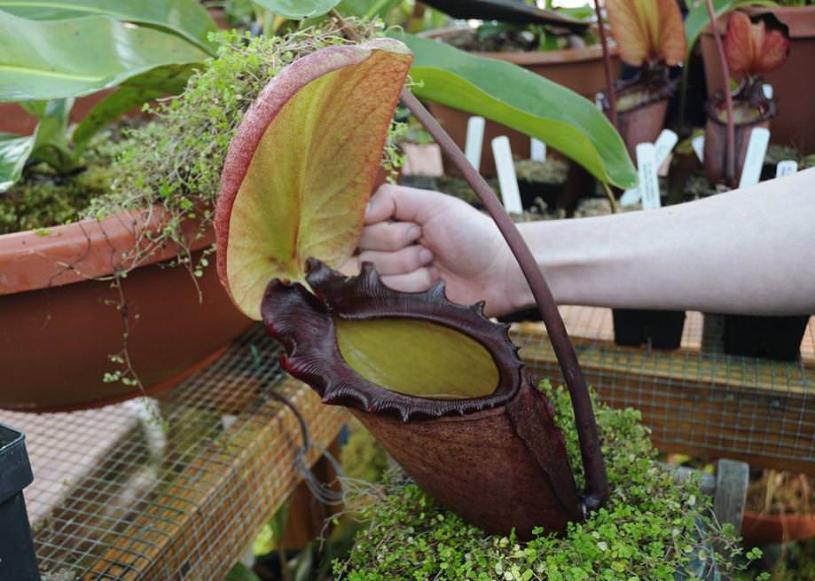 Nepenthes