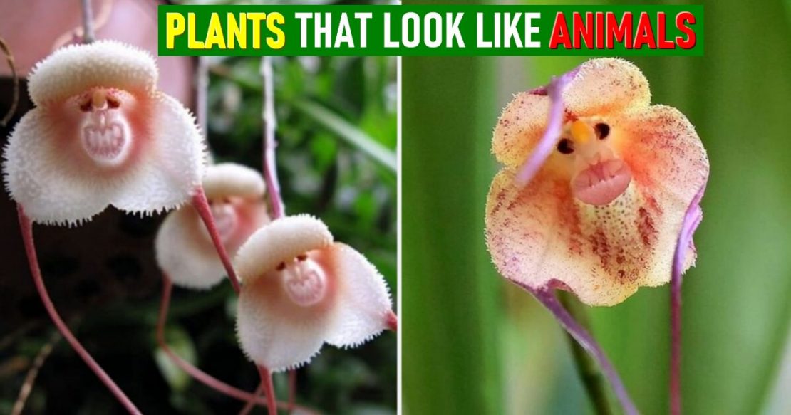 Plants That Look Like Animals 10 Plants that behave like animals