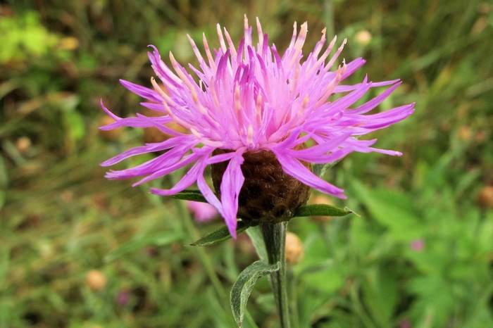 Spotted Knapweed (Offensive Plants)