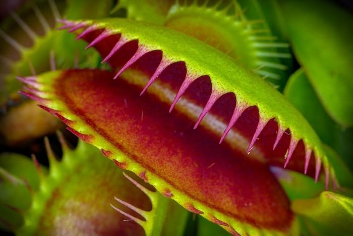 Venus Flytrap