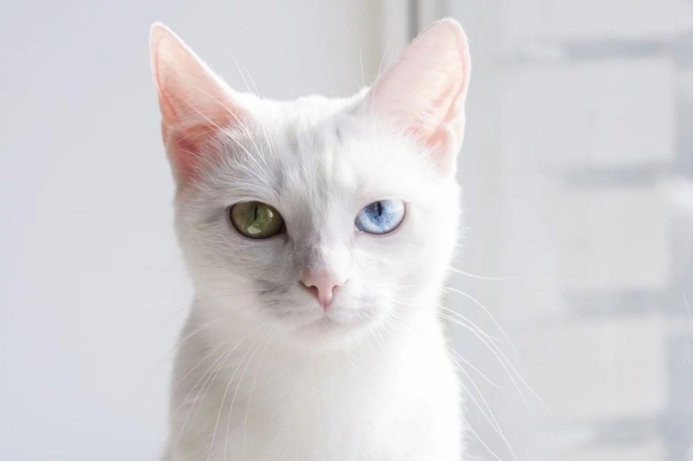 Top 10 Most Bizarre Cat Breeds in The World