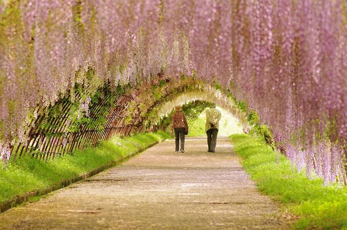 Wisteria Tunnel, Japan
