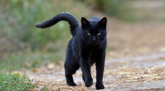 Black Cat Superstition