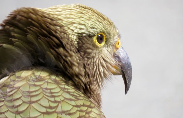 Kea Smartest Bird Species