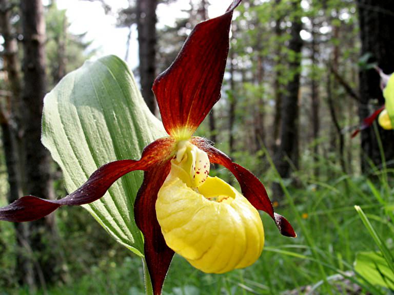 Lady’s Slipper Orchid