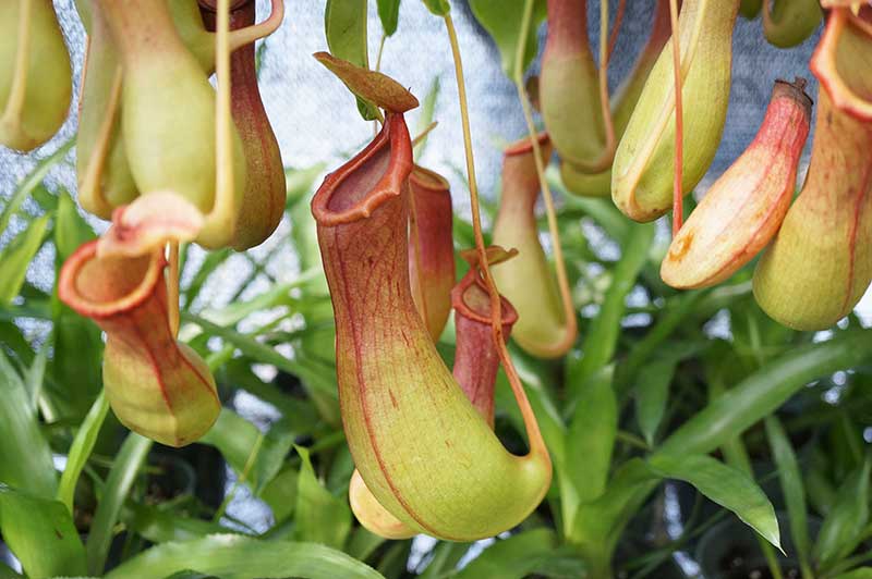 Nepenthes spectabilis X ventricosa