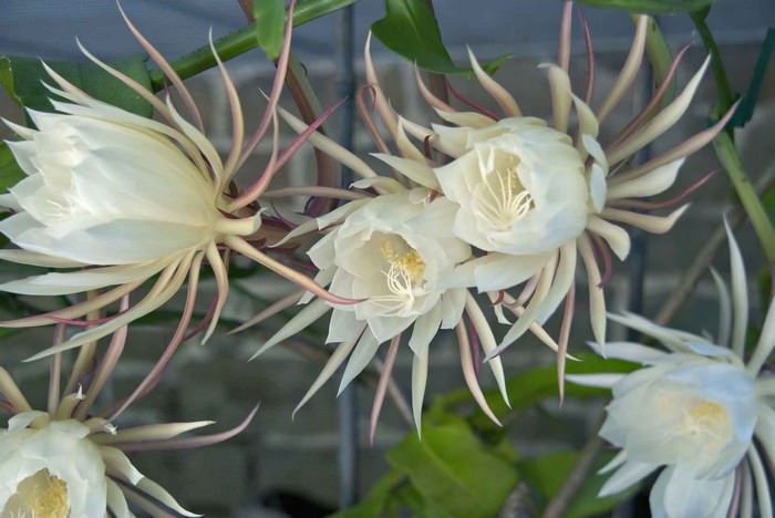 Night-blooming cereus