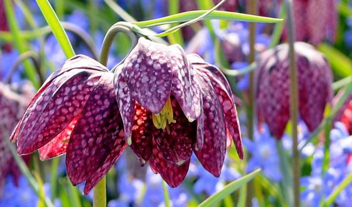 Snake’s Head Fritillary