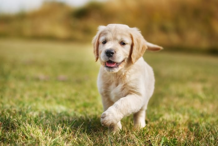 10 Things You Must Teach Your Puppy Before They Are A Year Old