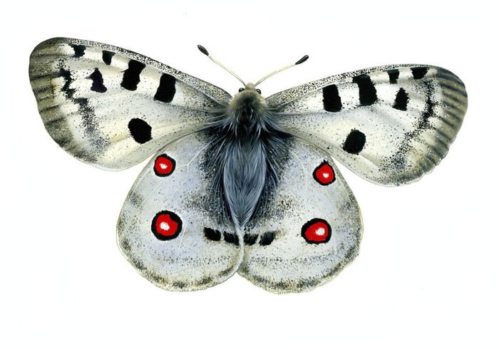 Apollo Butterfly