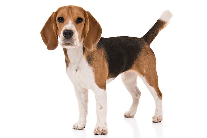 Beagle-Best Family Dog