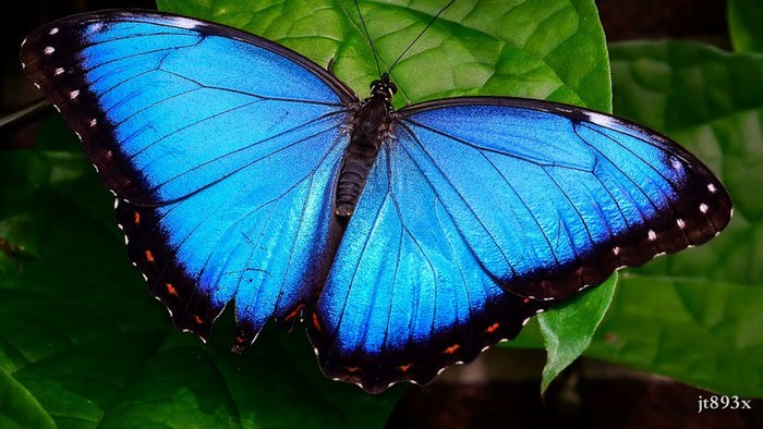 beautiful butterflies