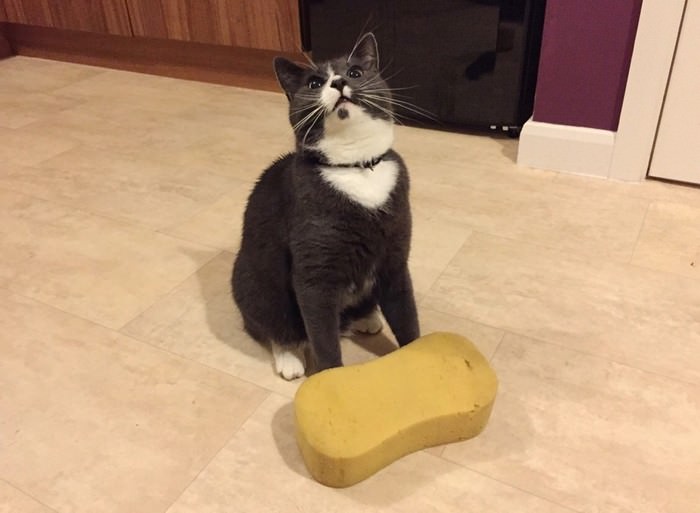 10 Incredible Ways Cats Try To Say They Love You WondersList