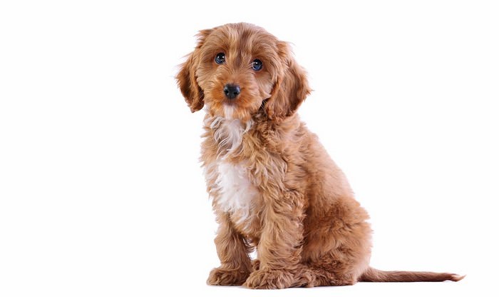 Cockapoo Best Family Dog
