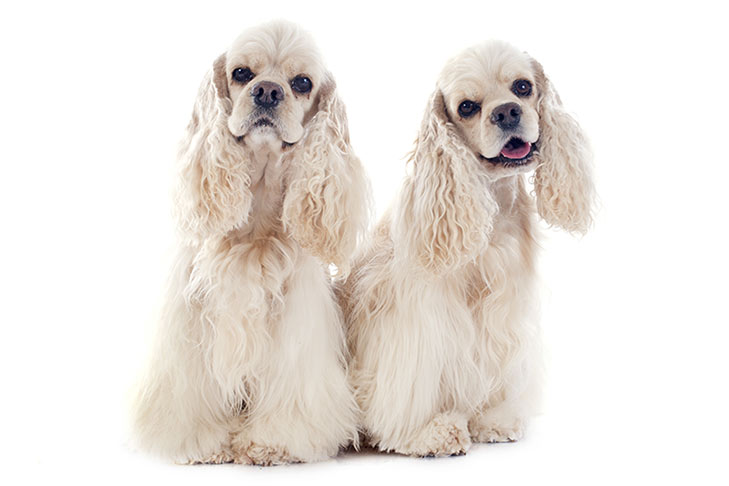 Cocker Spaniel Best Family Dogs