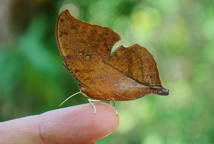 Indian oakleaf or dead leaf Butterfly