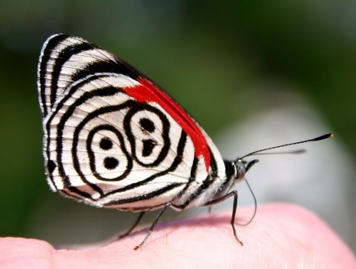 Eighty Eight Butterfly