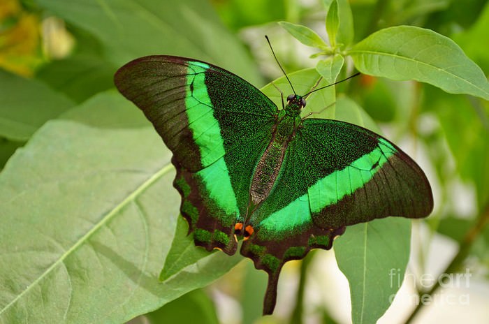 Emerald Swallowtail